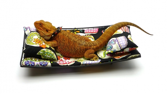 Chaise Lounge for Bearded Dragons, Sugar Skulls fabric