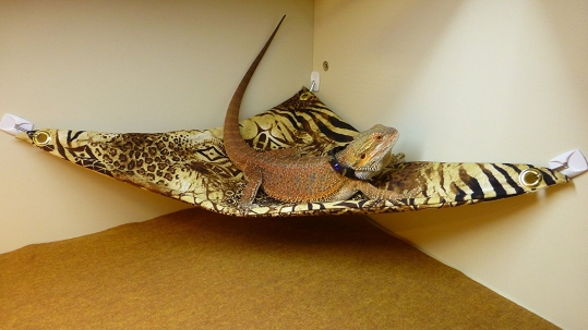 Hammock for Bearded Dragons, Safari fabric with suction cup hooks