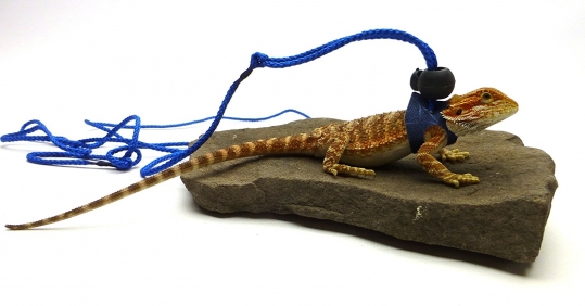Ogle Lizard Leash, Limited Edition Blue Web