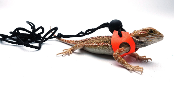 Ogle Lizard Leash, Limited Edition Fluorescent Orange