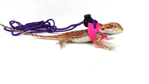 Ogle Lizard Leash, Limited Edition Fluorescent Pink