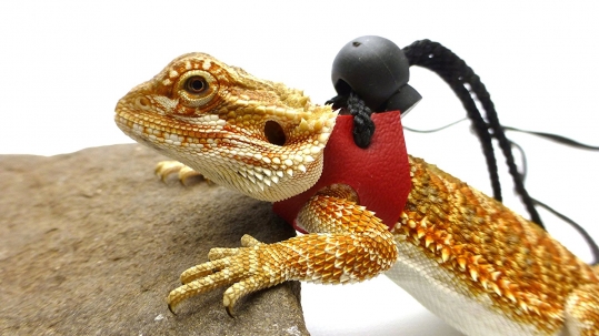 Ogle Lizard Leash, Limited Edition Red