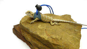 Ogle Lizard Leash, Limited Edition Turquoise Web
